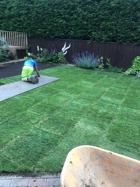 Laying a new lawn